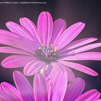 Buy canvas prints of Ethereal African Daisy by Jason Williams