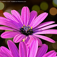 Buy canvas prints of African Daisy by Jason Williams