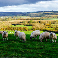 Buy canvas prints of Sheep in the Cotswolds by Jason Williams
