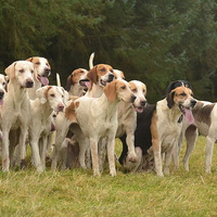 Buy canvas prints of Hounds by Sarah Little