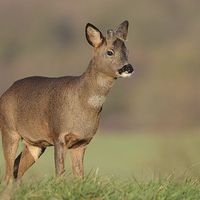 Buy canvas prints of  young buck  by lee smith