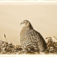 Buy canvas prints of  pheasant  by lee smith