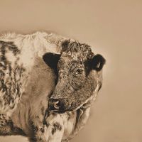 Buy canvas prints of  how now brown cow  by lee smith