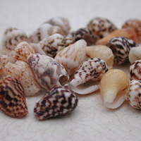 Buy canvas prints of Mini Shells by Susan McGowan
