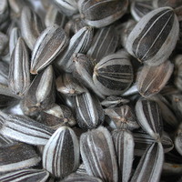 Buy canvas prints of Sunflower Seeds by Susan McGowan