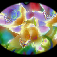 Buy canvas prints of Orchids Through Textured Glass by Geoffrey Higges