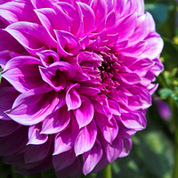 Buy canvas prints of Bright Pink Dahlia by Geoffrey Higges