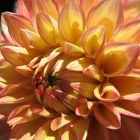 Buy canvas prints of Apricot Dahlia by Geoffrey Higges