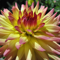 Buy canvas prints of Yellow and Pink Dahlia by Geoffrey Higges
