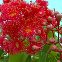 Buy canvas prints of Eucalyptus Flowers and Gum Nuts by Geoffrey Higges