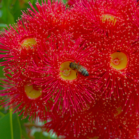 Buy canvas prints of Red Eucalyptus Flowers and Bee by Geoffrey Higges