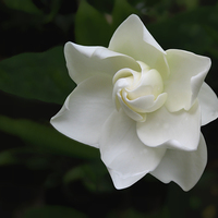 Buy canvas prints of White Gardenia Flower by Geoffrey Higges
