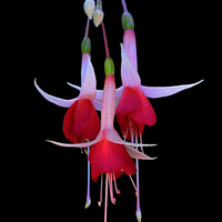 Buy canvas prints of Red and White Fuchsia Flower by Geoffrey Higges