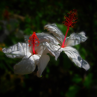 Buy canvas prints of White Hibiscus Flowers by Geoffrey Higges