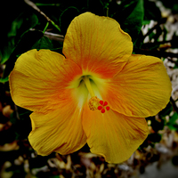 Buy canvas prints of Yellow Hibiscus Flower by Geoffrey Higges
