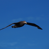 Buy canvas prints of Giant Petrel, South Atlantic by Geoffrey Higges