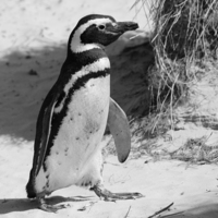 Buy canvas prints of Magellanic Penguin, Carcass Island, Falklands by Geoffrey Higges