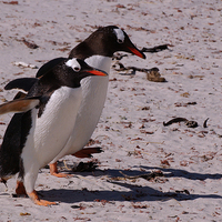 Buy canvas prints of Gentoo Penguins, Saunders Island, Falklands by Geoffrey Higges