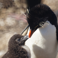 Buy canvas prints of Rockhopper Penguin and Chick, Falklands by Geoffrey Higges