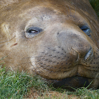 Buy canvas prints of Young Male Southern Elephant Seal by Geoffrey Higges