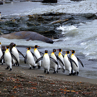 Buy canvas prints of King Penguins, South Georgia by Geoffrey Higges