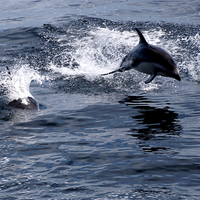 Buy canvas prints of Peales Dolphins, Drakes Passage by Geoffrey Higges