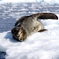 Buy canvas prints of Crabeater Seal on Ice Floe by Geoffrey Higges