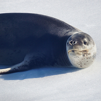 Buy canvas prints of Leopard Seal on Ice Floe by Geoffrey Higges