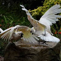 Buy canvas prints of Two Sulphur-crested Cockatoos by Geoffrey Higges