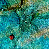 Buy canvas prints of Lady bug by Sandra Broenimann