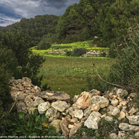 Buy canvas prints of Flowering Hillside Spring Pasture Menorca by Deanne Flouton