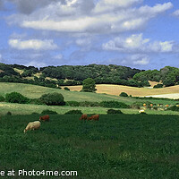 Buy canvas prints of Cattle Grazing Pano in Menorca Spain by Deanne Flouton