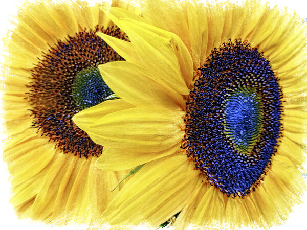 Vibrant Sunflower Duo Picture Board by Deanne Flouton
