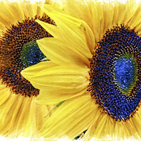Buy canvas prints of Vibrant Sunflower Duo by Deanne Flouton