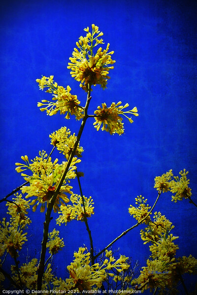 Golden Blossoms in the Cobalt Sky Picture Board by Deanne Flouton