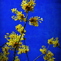 Buy canvas prints of Golden Blossoms in the Cobalt Sky by Deanne Flouton