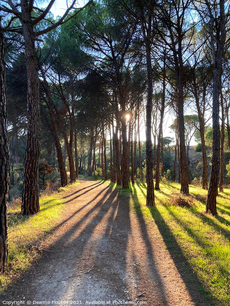 Sunlit Path in a Pine Forest Picture Board by Deanne Flouton