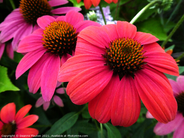 Vibrant Red Coneflower Trio Picture Board by Deanne Flouton