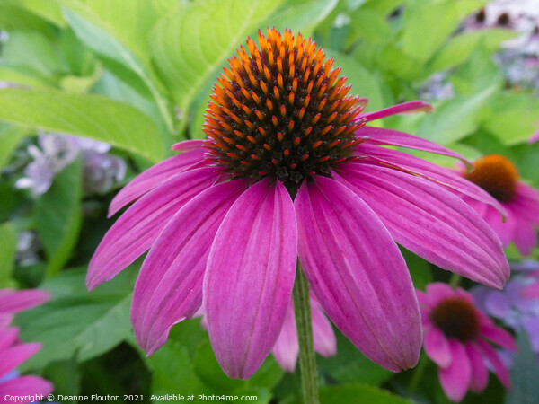 Stunning  Magenta Coneflower Picture Board by Deanne Flouton