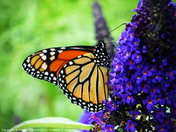  Monarch Butterfly Sipping Nectar Picture Board by Deanne Flouton