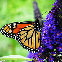 Buy canvas prints of  Monarch Butterfly Sipping Nectar by Deanne Flouton