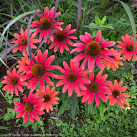 Buy canvas prints of Vibrant Red Coneflower Bouquet by Deanne Flouton