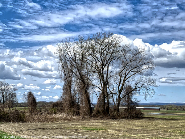 Stately Trees on Rustic Farmland Picture Board by Deanne Flouton