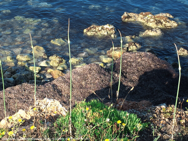 Wild Garlic on Beach Menorca Picture Board by Deanne Flouton