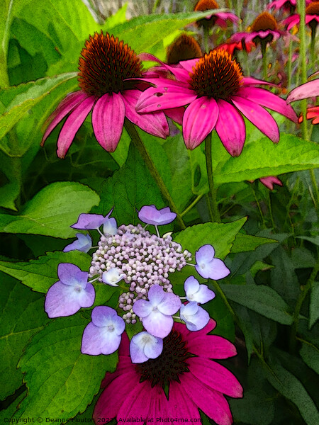 Magenta Coneflowers and Hydrangea Picture Board by Deanne Flouton