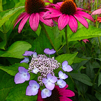 Buy canvas prints of Magenta Coneflowers and Hydrangea by Deanne Flouton