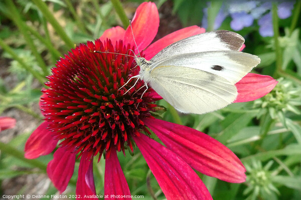 Red Coneflower and White Butterfly Picture Board by Deanne Flouton