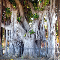 Buy canvas prints of Trunks and Roots inTenerife by Deanne Flouton