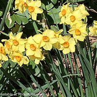 Buy canvas prints of Radiant Sunburst Narcissus by Deanne Flouton