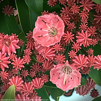 Buy canvas prints of Salmon Mountain Laurel Blooms by Deanne Flouton